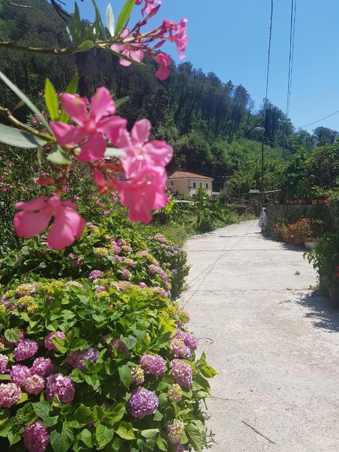 فيلا Casa Nonna Anna مايوري المظهر الخارجي الصورة